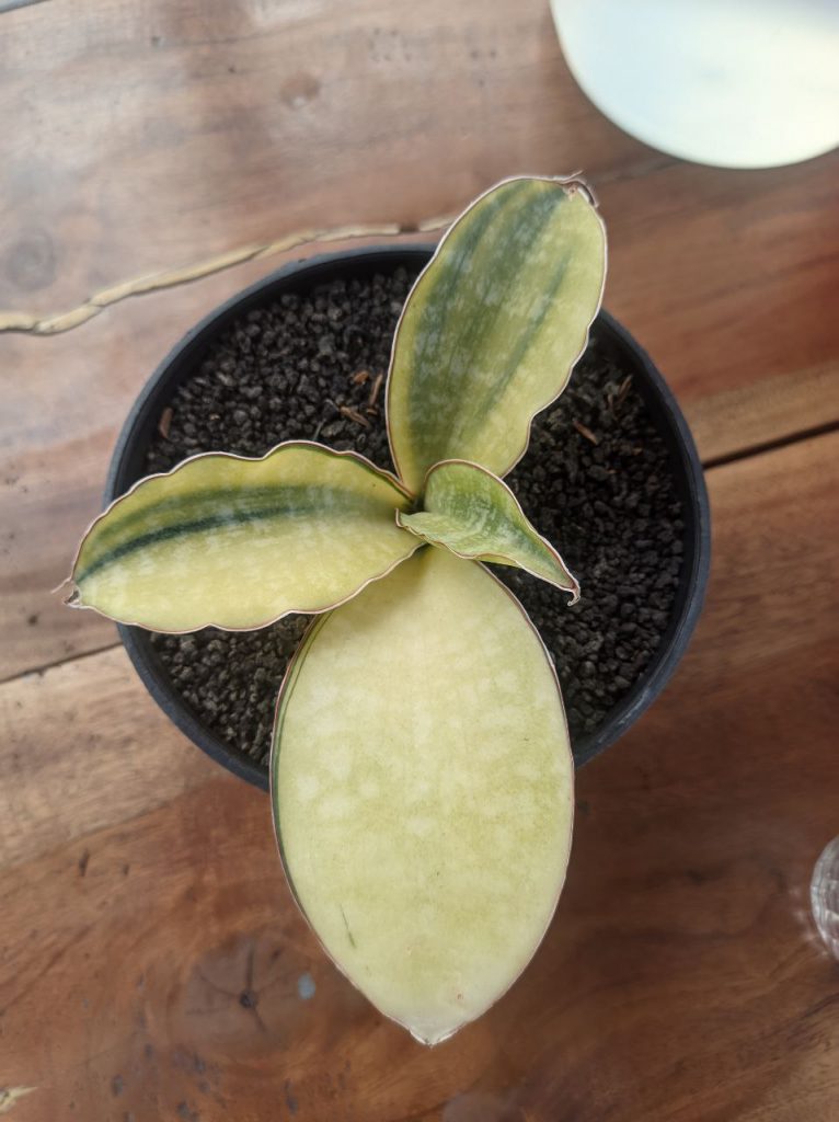 kaktus.id