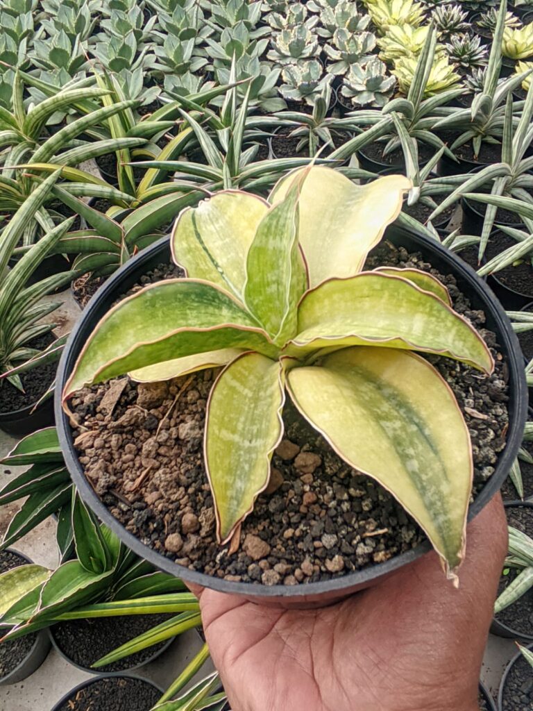kaktus.id