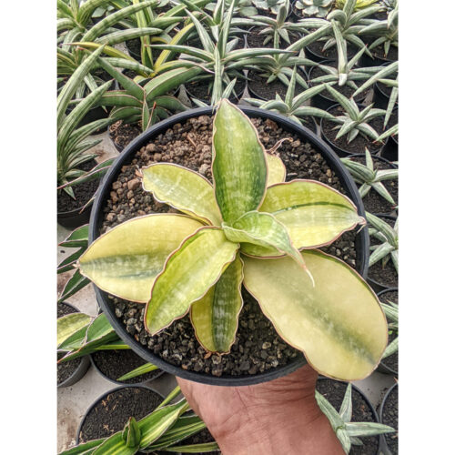 1300. Sansevieria Horwood Cream Variegated