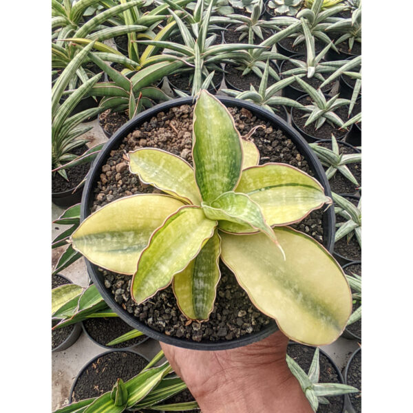 1300. Sansevieria Horwood Cream Variegated