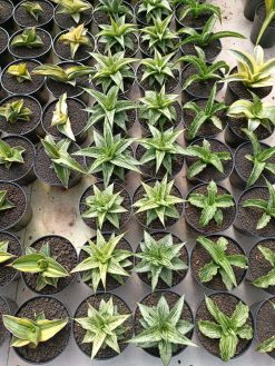 Sansevieria Bianca, real gallery image #1 plants. Picture taken directly from kaktus.id community Sansevieria farmer green houses.