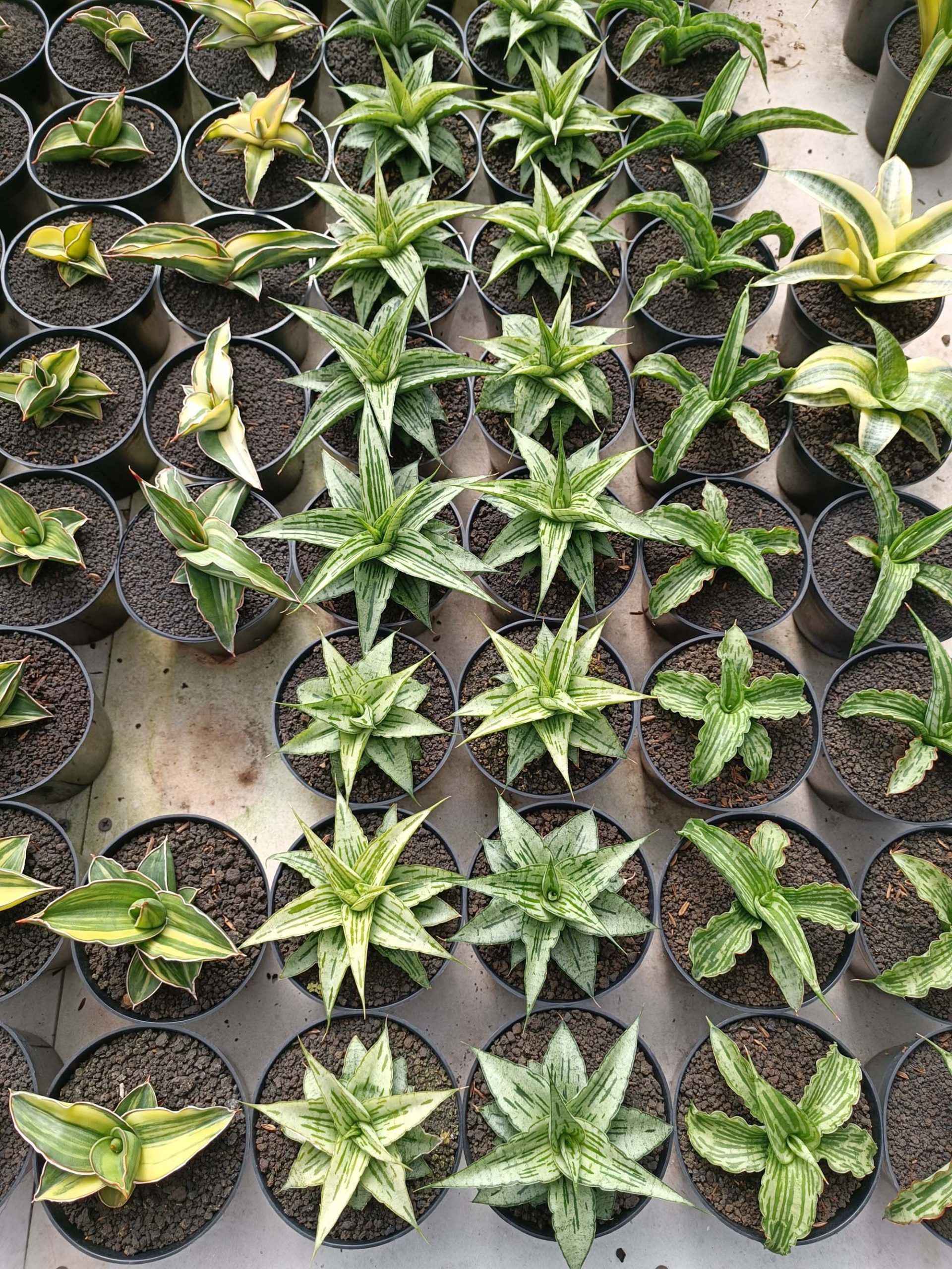 sansevieria laurentii trifasciata Sansevieria trifasciata Laurentii - Variegated Snake Plant