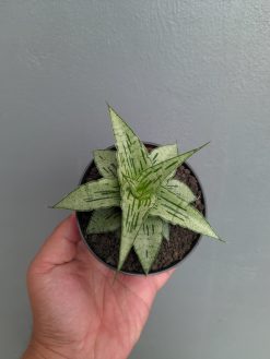Sansevieria Bianca, real gallery image #10 plants. Picture taken directly from kaktus.id community Sansevieria farmer green houses.