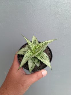 Sansevieria Bianca, real gallery image #2 plants. Picture taken directly from kaktus.id community Sansevieria farmer green houses.
