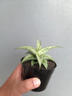Sansevieria Bianca, real gallery image #3 plants. Picture taken directly from kaktus.id community Sansevieria farmer green houses.