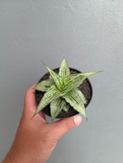 Sansevieria Bianca, real gallery image #4 plants. Picture taken directly from kaktus.id community Sansevieria farmer green houses.