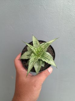 Sansevieria Bianca, real gallery image #5 plants. Picture taken directly from kaktus.id community Sansevieria farmer green houses.