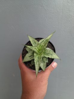 Sansevieria Bianca, real gallery image #6 plants. Picture taken directly from kaktus.id community Sansevieria farmer green houses.