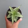 Sansevieria Bianca, real feature image plant. Picture taken directly from kaktus.id community Sansevieria farmer green houses.