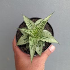 Sansevieria Bianca, real feature image plant. Picture taken directly from kaktus.id community Sansevieria farmer green houses.