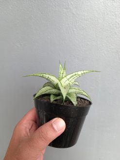 Sansevieria Bianca, real gallery image #8 plants. Picture taken directly from kaktus.id community Sansevieria farmer green houses.