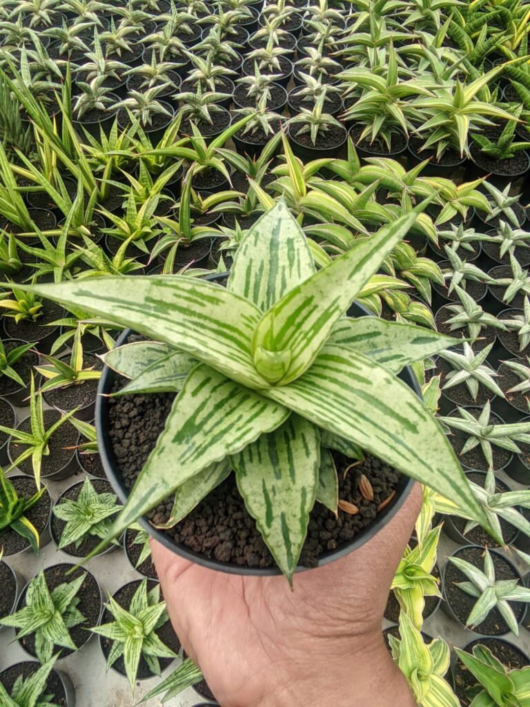 kaktus.id