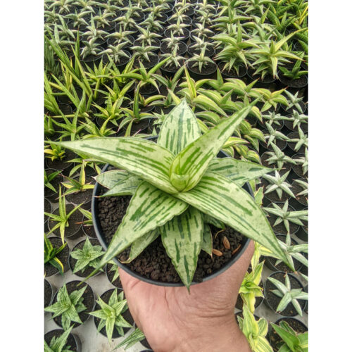 1301. Sansevieria Bianca