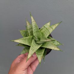 Sansevieria Niubi, real gallery image #3 plants. Picture taken directly from kaktus.id community Sansevieria farmer green houses.
