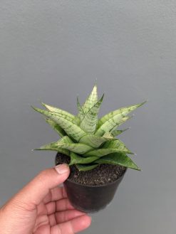 Sansevieria Niubi, real gallery image #2 plants. Picture taken directly from kaktus.id community Sansevieria farmer green houses.