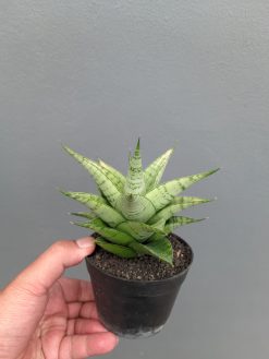 Sansevieria Niubi, real gallery image #4 plants. Picture taken directly from kaktus.id community Sansevieria farmer green houses.