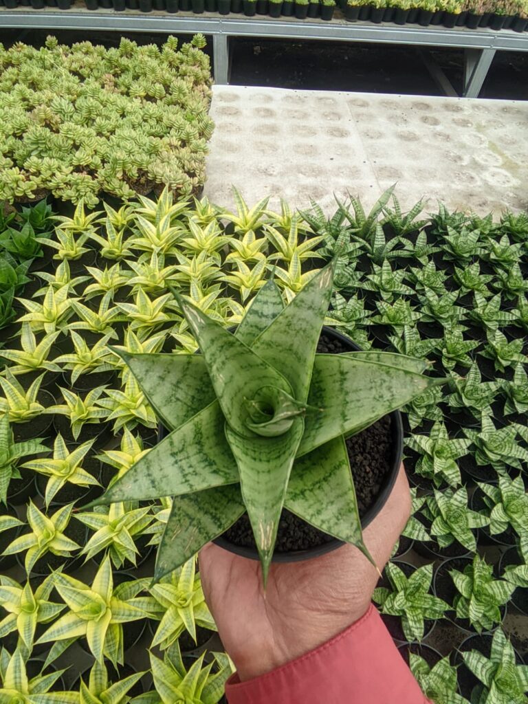 kaktus.id