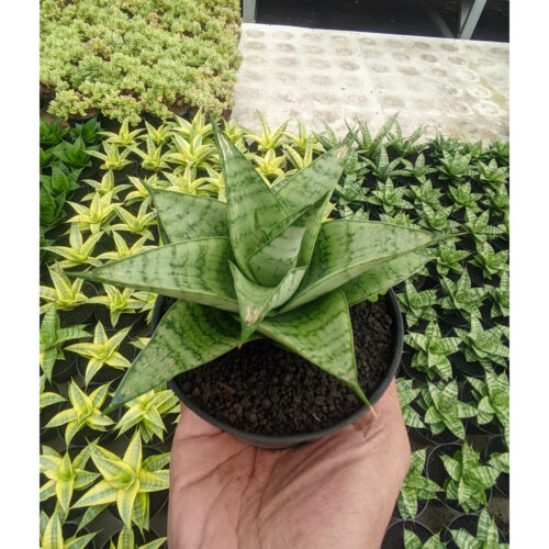 1302. Sansevieria Niubi