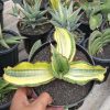 Sansevieria Golden Jade Mediopicta Variegated, real feature image plant. Picture taken directly from kaktus.id community Sansevieria farmer green houses.