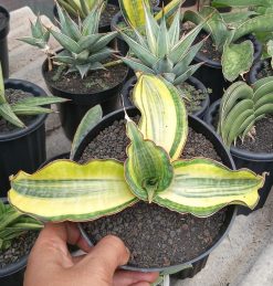 Sansevieria Golden Jade Mediopicta Variegated, real feature image plant. Picture taken directly from kaktus.id community Sansevieria farmer green houses.