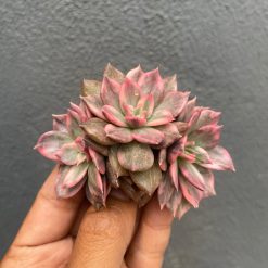 Echeveria Pink Prince Double Head