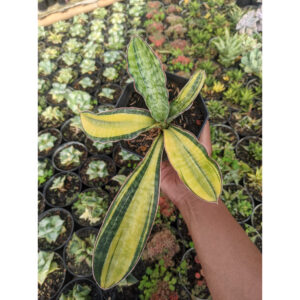 1186. Sansevieria Hybrid Pupharmon Delight Rosette Variegated