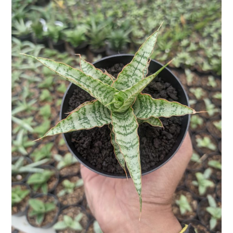 1303. Sansevieria Nogo Geni