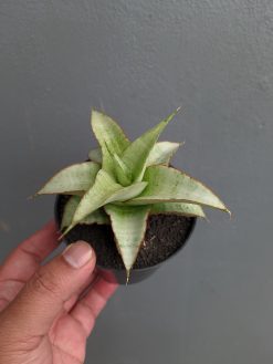 Sansevieria Mega, real gallery image #2 plants. Picture taken directly from kaktus.id community Sansevieria farmer green houses.