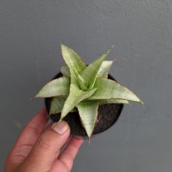 Sansevieria Mega, real feature image plant. Picture taken directly from kaktus.id community Sansevieria farmer green houses.