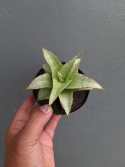 Sansevieria Mega, real gallery image #12 plants. Picture taken directly from kaktus.id community Sansevieria farmer green houses.