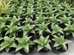 Sansevieria Mega, real gallery image #1 plants. Picture taken directly from kaktus.id community Sansevieria farmer green houses.