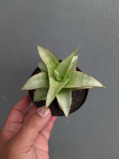 Sansevieria Mega, real gallery image #3 plants. Picture taken directly from kaktus.id community Sansevieria farmer green houses.
