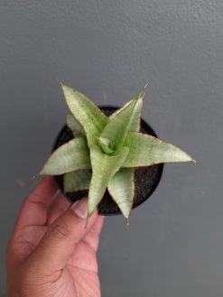Sansevieria Mega, real gallery image #4 plants. Picture taken directly from kaktus.id community Sansevieria farmer green houses.