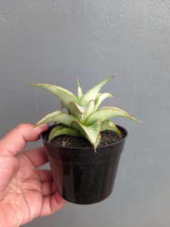 Sansevieria Mega, real gallery image #6 plants. Picture taken directly from kaktus.id community Sansevieria farmer green houses.