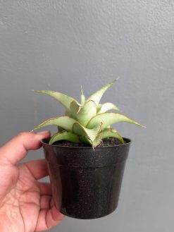 Sansevieria Mega, real gallery image #7 plants. Picture taken directly from kaktus.id community Sansevieria farmer green houses.