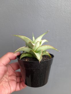 Sansevieria Mega, real gallery image #8 plants. Picture taken directly from kaktus.id community Sansevieria farmer green houses.