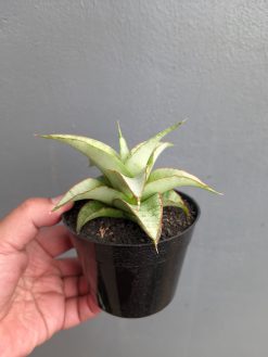 Sansevieria Mega, real gallery image #9 plants. Picture taken directly from kaktus.id community Sansevieria farmer green houses.