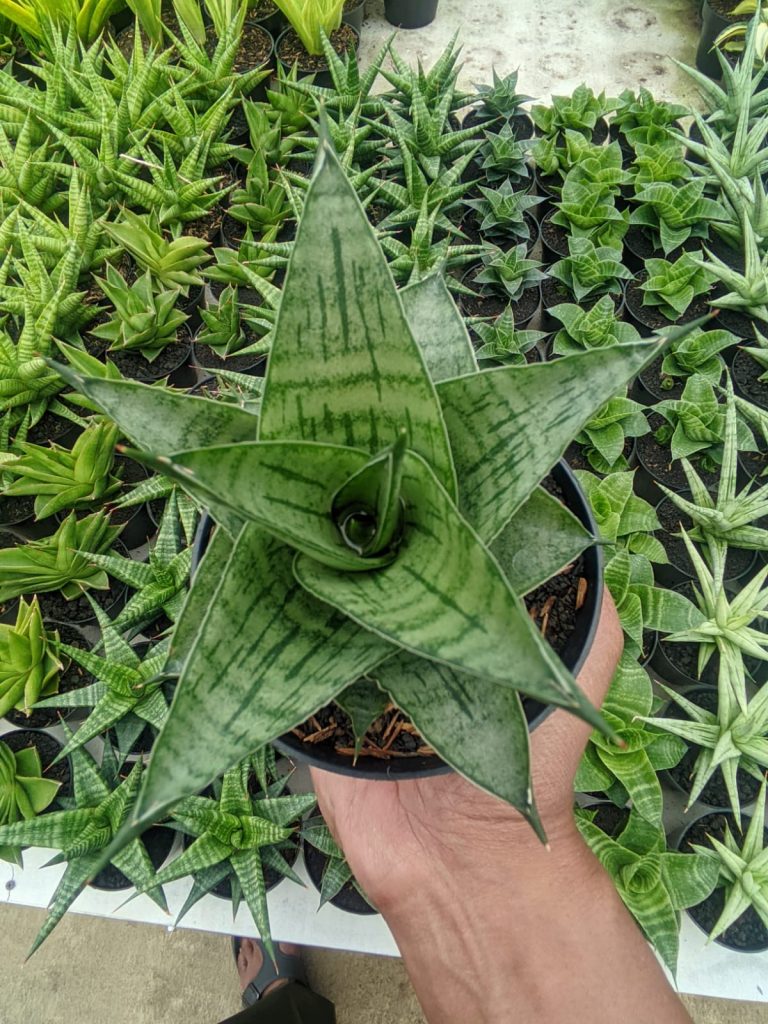 kaktus.id