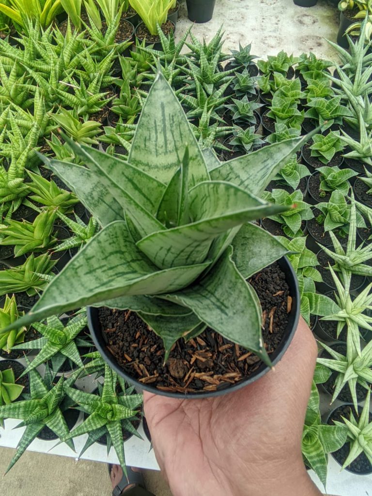 kaktus.id