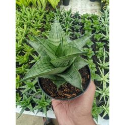 1305. Sansevieria Agata