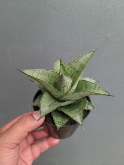 Sansevieria Agata, real gallery image #2 plants. Picture taken directly from kaktus.id community Sansevieria farmer green houses.