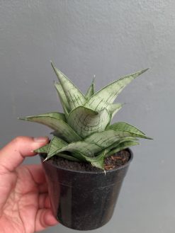 Sansevieria Agata, real gallery image #10 plants. Picture taken directly from kaktus.id community Sansevieria farmer green houses.