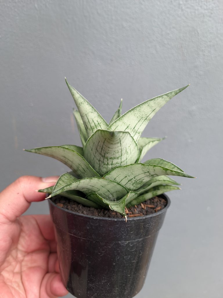 kaktus.id