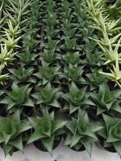 Sansevieria Agata, real gallery image #1 plants. Picture taken directly from kaktus.id community Sansevieria farmer green houses.