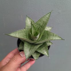 Sansevieria Agata, real feature image plant. Picture taken directly from kaktus.id community Sansevieria farmer green houses.