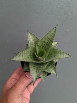 Sansevieria Agata, real gallery image #3 plants. Picture taken directly from kaktus.id community Sansevieria farmer green houses.