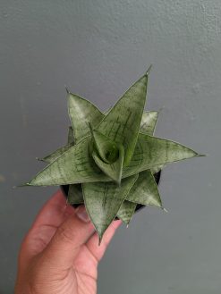 Sansevieria Agata, real gallery image #4 plants. Picture taken directly from kaktus.id community Sansevieria farmer green houses.
