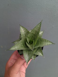 Sansevieria Agata, real gallery image #5 plants. Picture taken directly from kaktus.id community Sansevieria farmer green houses.