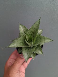 Sansevieria Agata, real gallery image #6 plants. Picture taken directly from kaktus.id community Sansevieria farmer green houses.