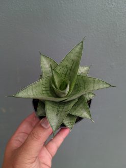 Sansevieria Agata, real gallery image #7 plants. Picture taken directly from kaktus.id community Sansevieria farmer green houses.